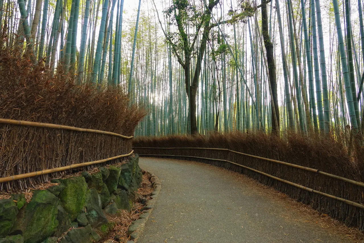 Sendero entre el bosque de bambú de Arashiyama en Kioto al atardecer