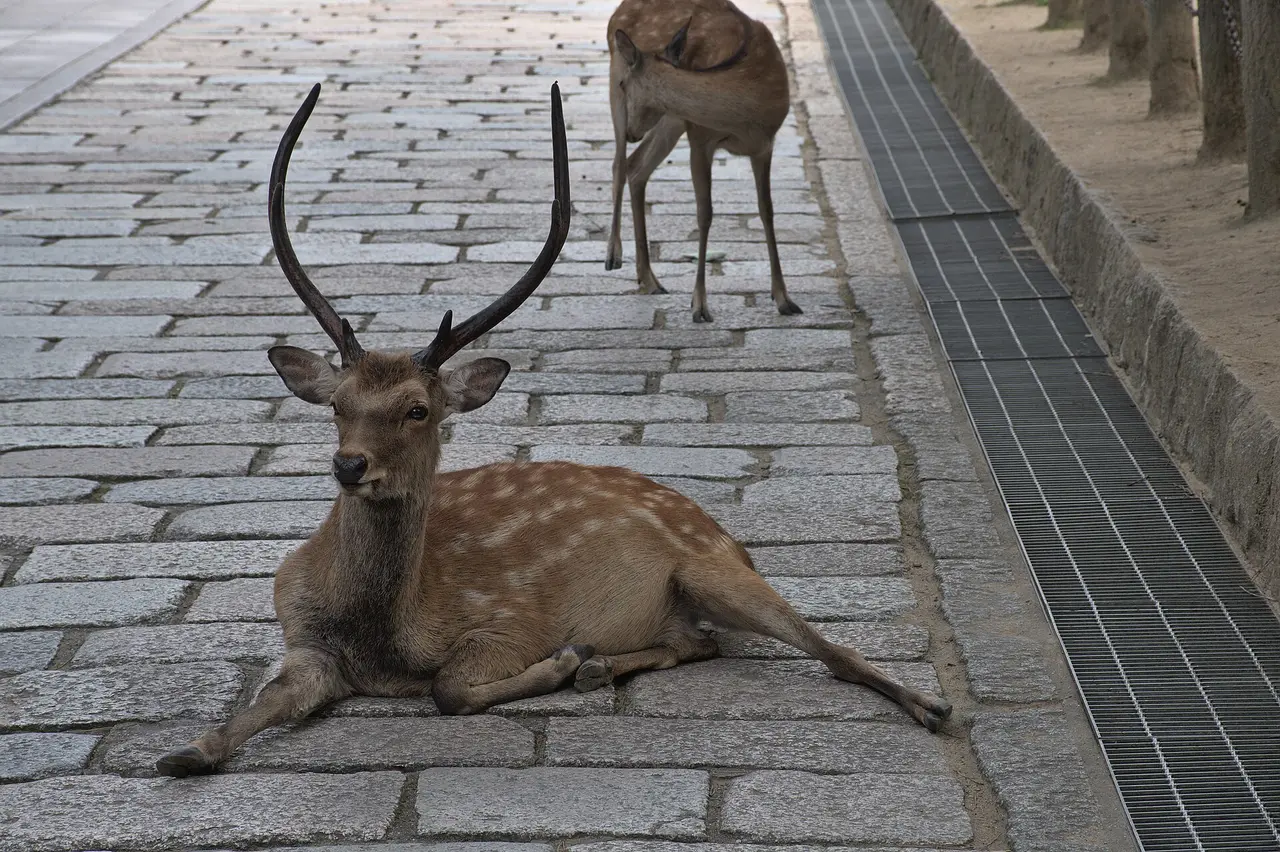 Un ciervo sika descansando sobre el empedrado junto al templo Todai-ji, en Nara